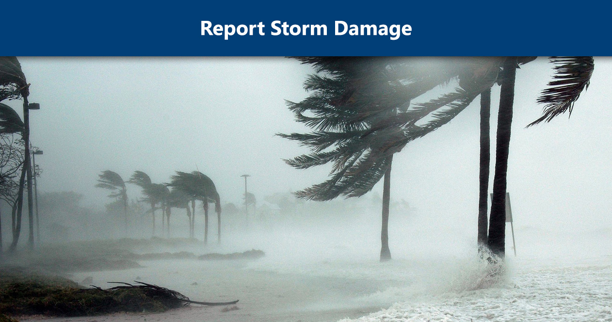 Report Storm Damage. Image: Palm trees in a Tropical Storm.